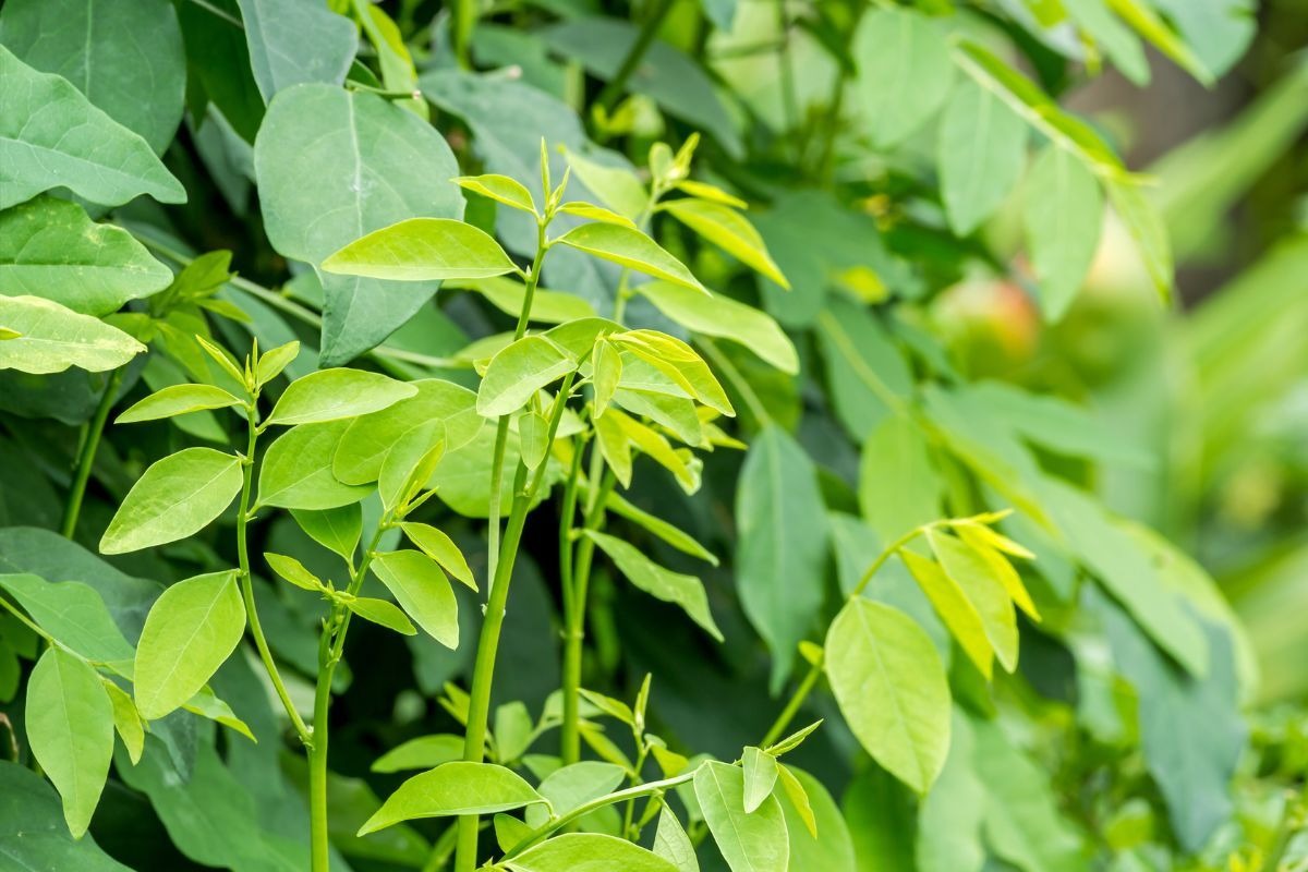 Loại rau bán đầy chợ Việt, rẻ tiền nhưng hàm lượng canxi còn cao hơn cả sữa- Ảnh 3. Loại rau bán đầy chợ Việt, rẻ tiền nhưng hàm lượng canxi còn cao hơn cả sữa- Ảnh 3.