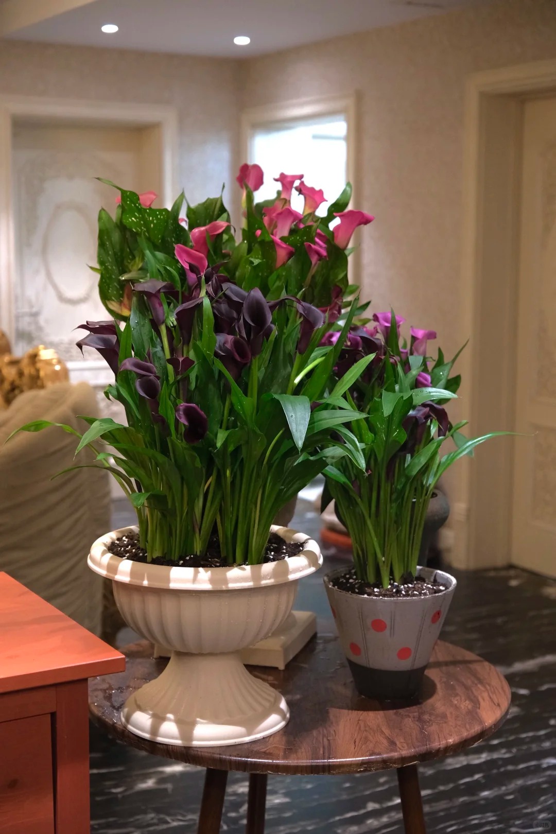 Thú chơi hoa Tết 2026: Quên những bình hoa rườm rà đi, một nắm hoa Rum cắm lọ mới là đỉnh cao của sự tinh tế, hút lộc cực mạnh- Ảnh 6.