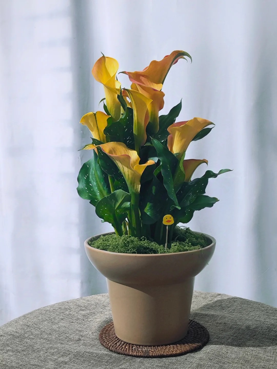 Thú chơi hoa Tết 2026: Quên những bình hoa rườm rà đi, một nắm hoa Rum cắm lọ mới là đỉnh cao của sự tinh tế, hút lộc cực mạnh- Ảnh 12.