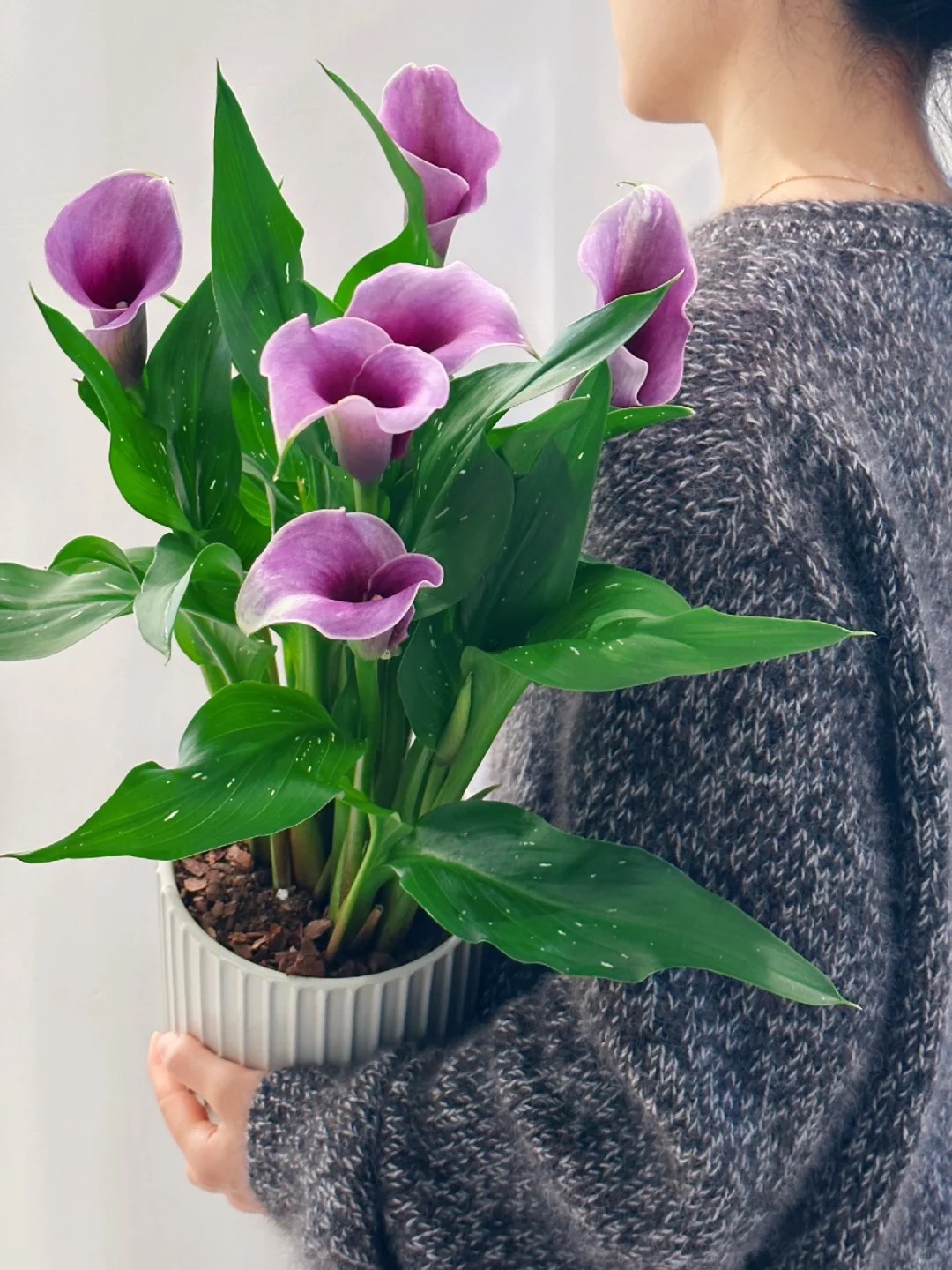 Thú chơi hoa Tết 2026: Quên những bình hoa rườm rà đi, một nắm hoa Rum cắm lọ mới là đỉnh cao của sự tinh tế, hút lộc cực mạnh- Ảnh 20.