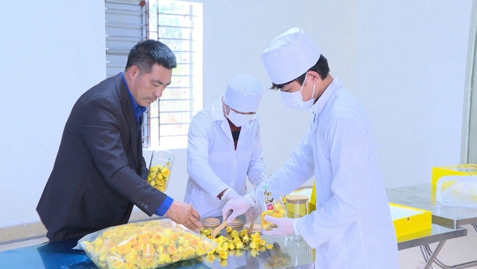 Ông Quy (áo đen), kiểm tra quy trình sấy lạnh trà hoa vàng. Ảnh: NVCC