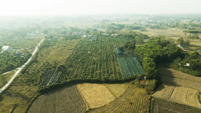 Toàn cảnh trang tại trồng cây Trà hoa vàng của ông Quy. Ảnh: Xuân Anh