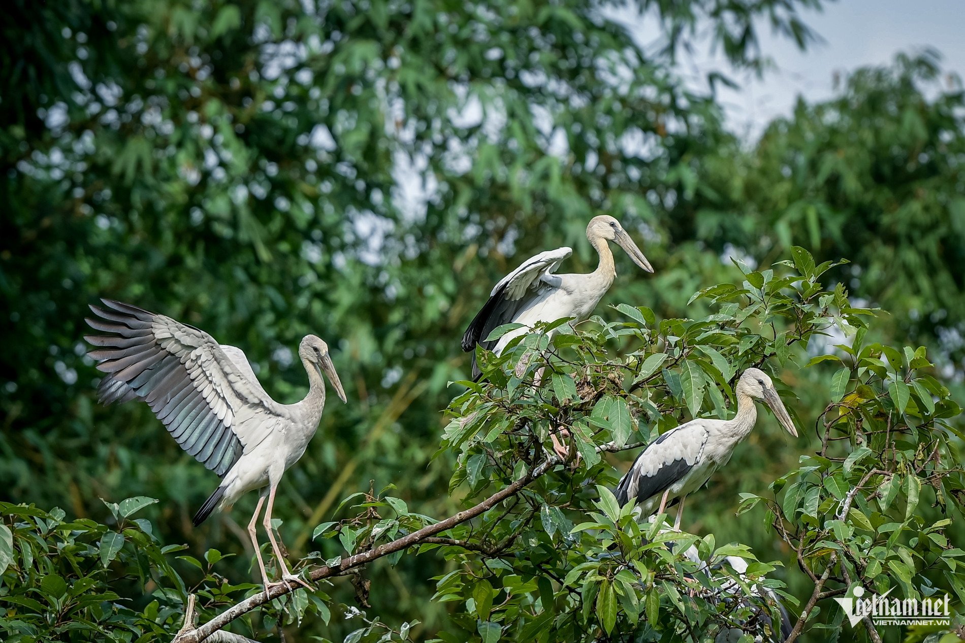 Mê hoặc khoảnh khắc hàng vạn chim hoang dã bay về tổ ở Ninh Bình - 3