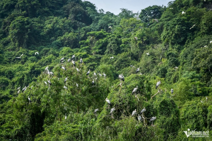 Mê hoặc khoảnh khắc hàng vạn chim hoang dã bay về tổ ở Ninh Bình - 2