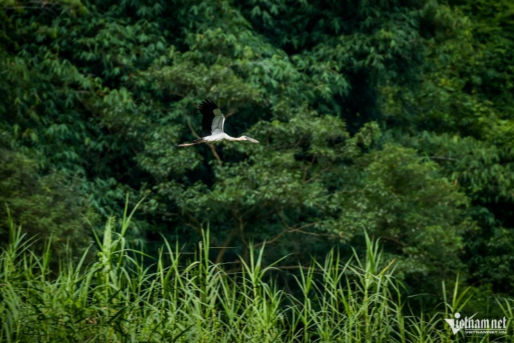 Mê hoặc khoảnh khắc hàng vạn chim hoang dã bay về tổ ở Ninh Bình - 4