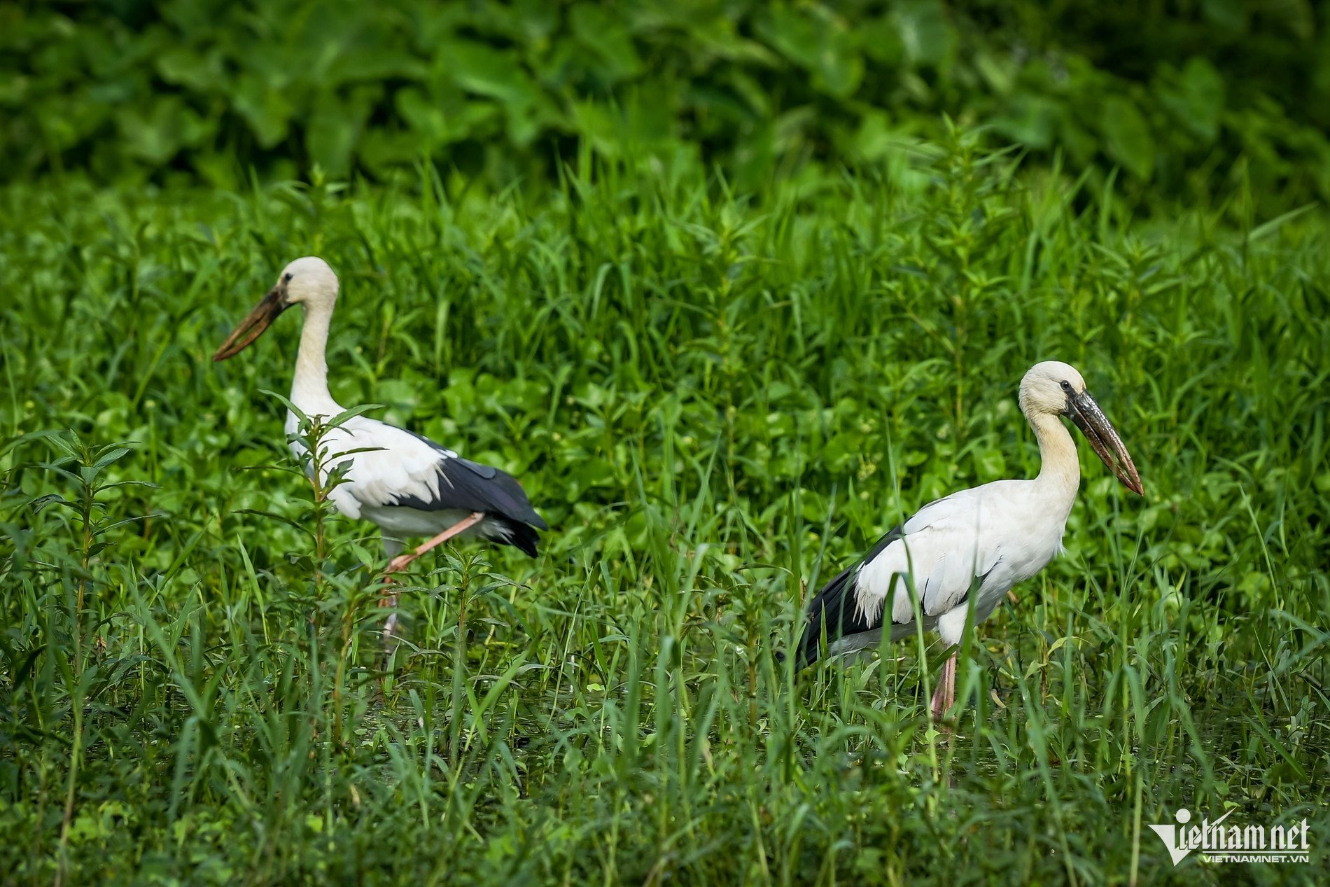 Mê hoặc khoảnh khắc hàng vạn chim hoang dã bay về tổ ở Ninh Bình - 5
