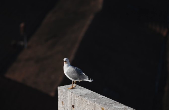 Ảnh chụp với tương phản vùng sáng - tối. Ảnh: Sony