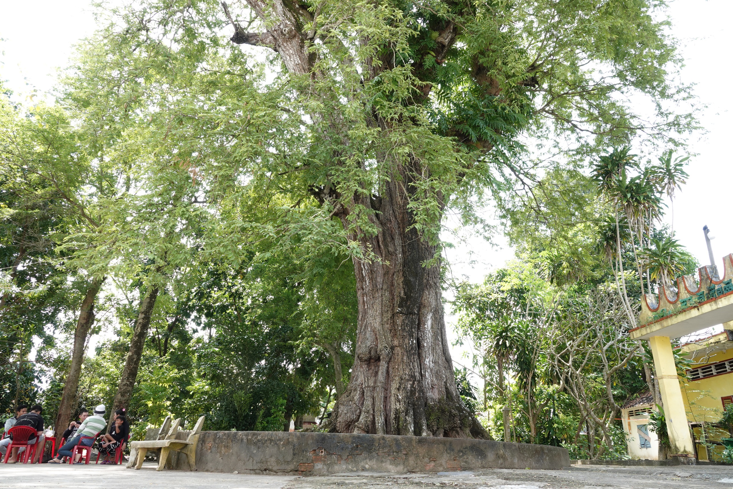 Cặp me cổ thụ hàng trăm năm tuổi - báu vật của ngôi chùa Khmer miền Tây- Ảnh 4.