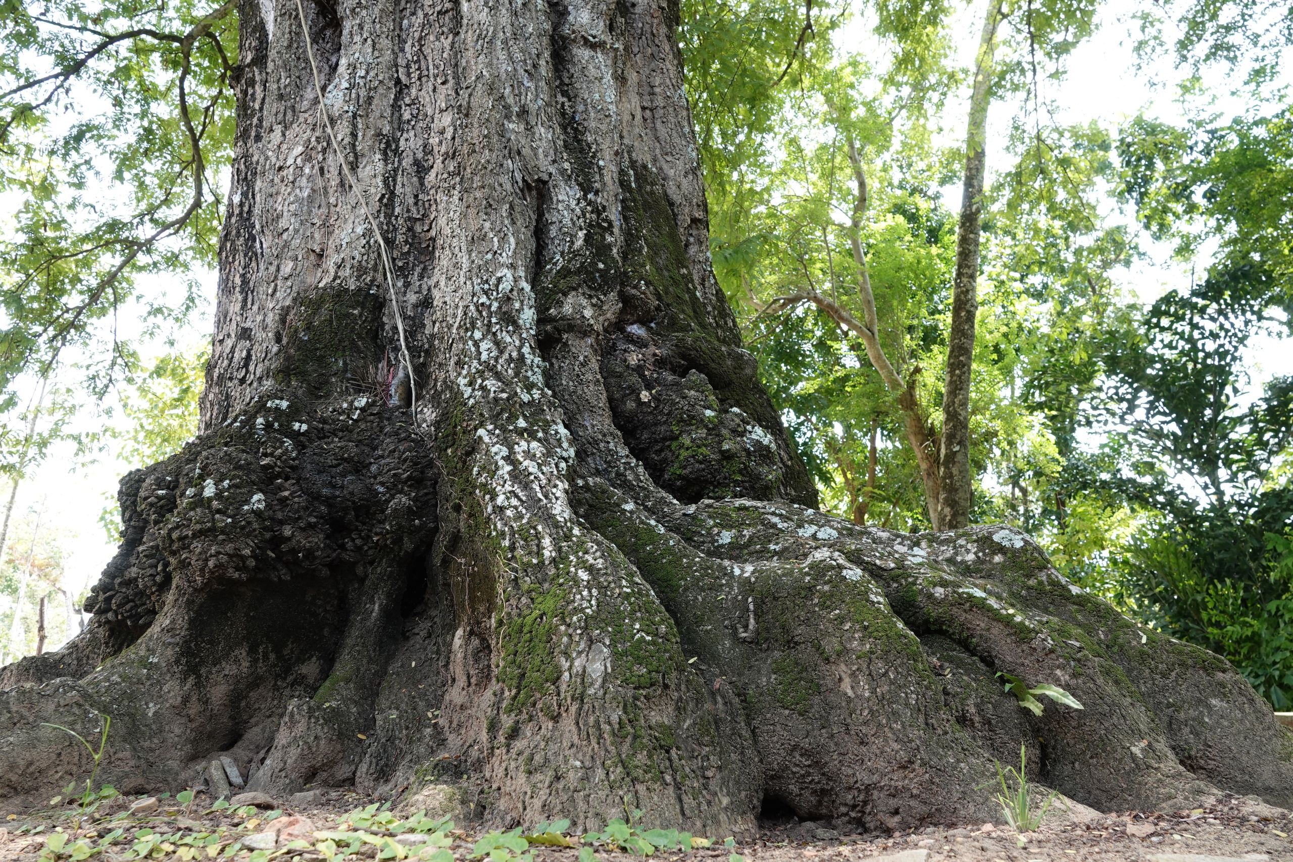 Cặp me cổ thụ hàng trăm năm tuổi - báu vật của ngôi chùa Khmer miền Tây- Ảnh 5.