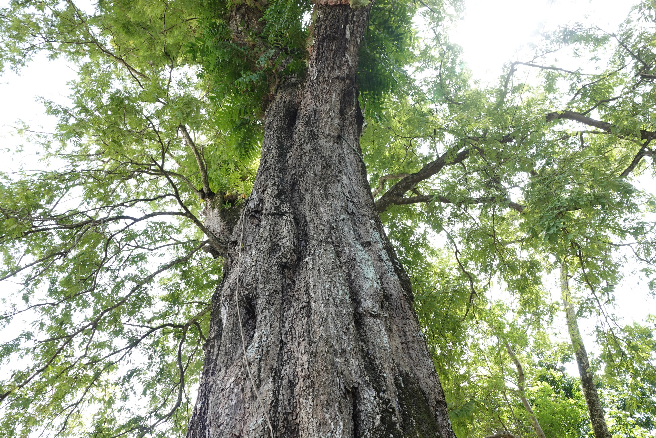 Cặp me cổ thụ hàng trăm năm tuổi - báu vật của ngôi chùa Khmer miền Tây- Ảnh 6.