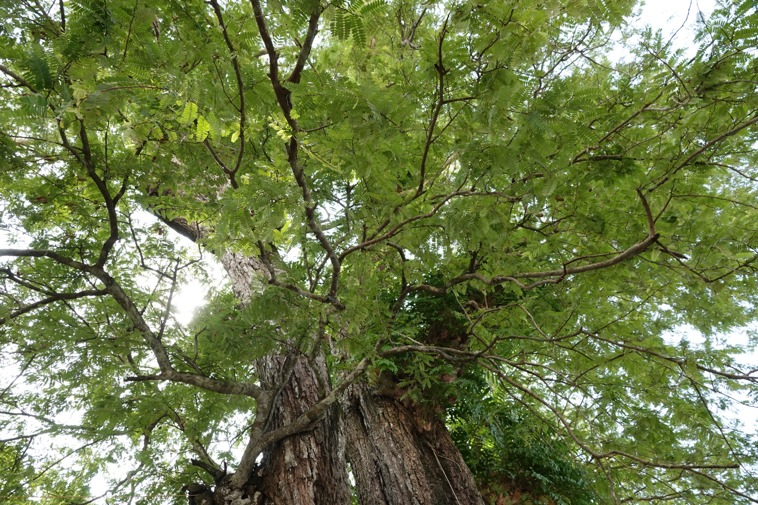 Cặp me cổ thụ hàng trăm năm tuổi - báu vật của ngôi chùa Khmer miền Tây- Ảnh 7.