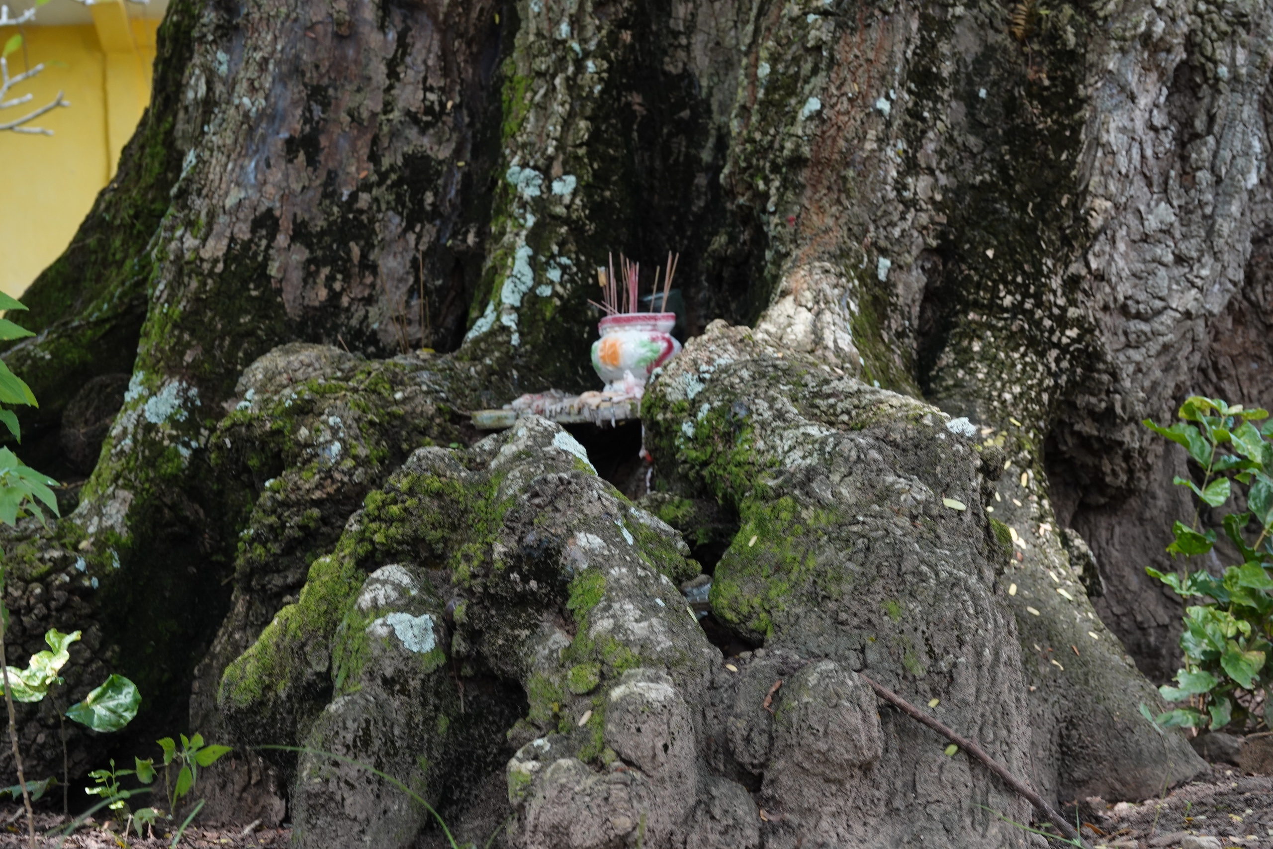 Cặp me cổ thụ hàng trăm năm tuổi - báu vật của ngôi chùa Khmer miền Tây- Ảnh 8.