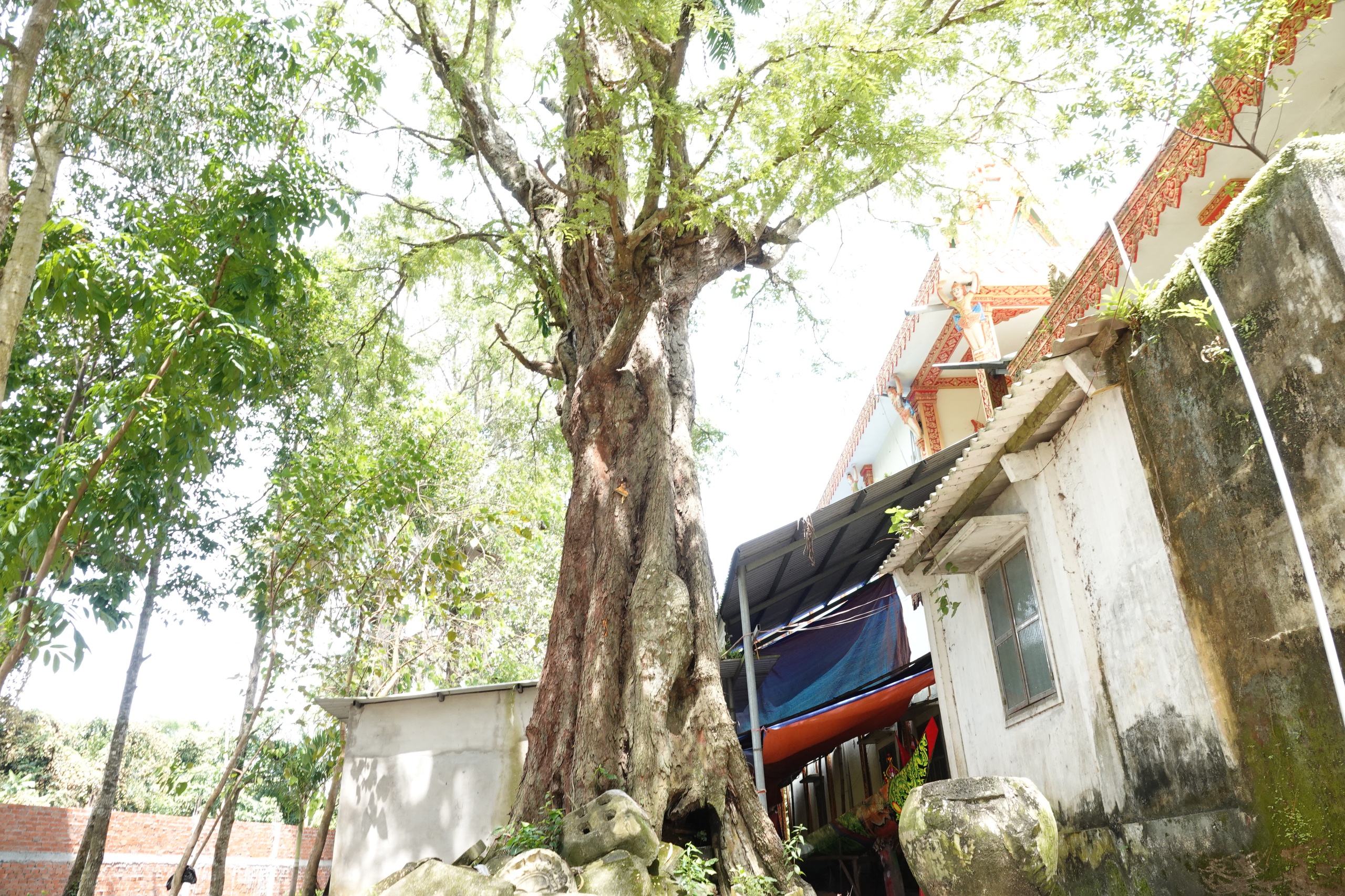 Cặp me cổ thụ hàng trăm năm tuổi - báu vật của ngôi chùa Khmer miền Tây- Ảnh 9.