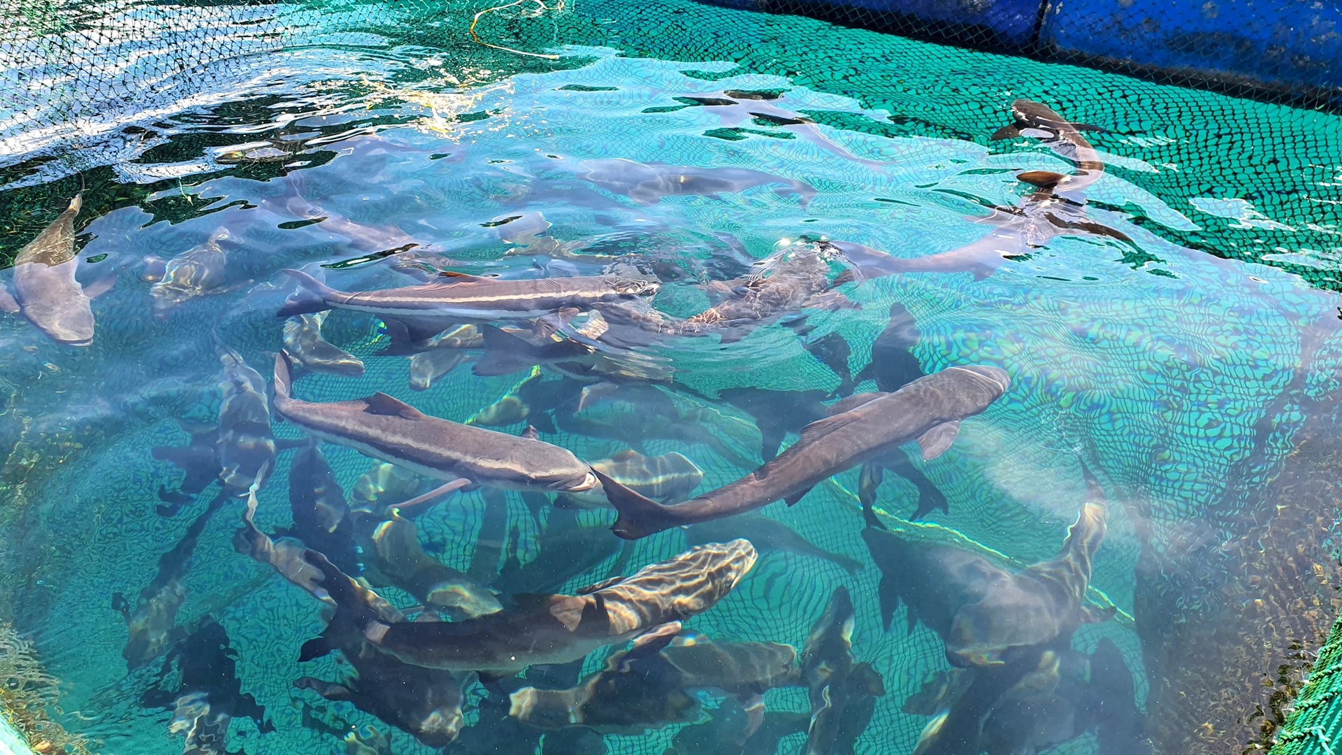 Sinh kế bền vững từ nghề nuôi biển - Ảnh 2.