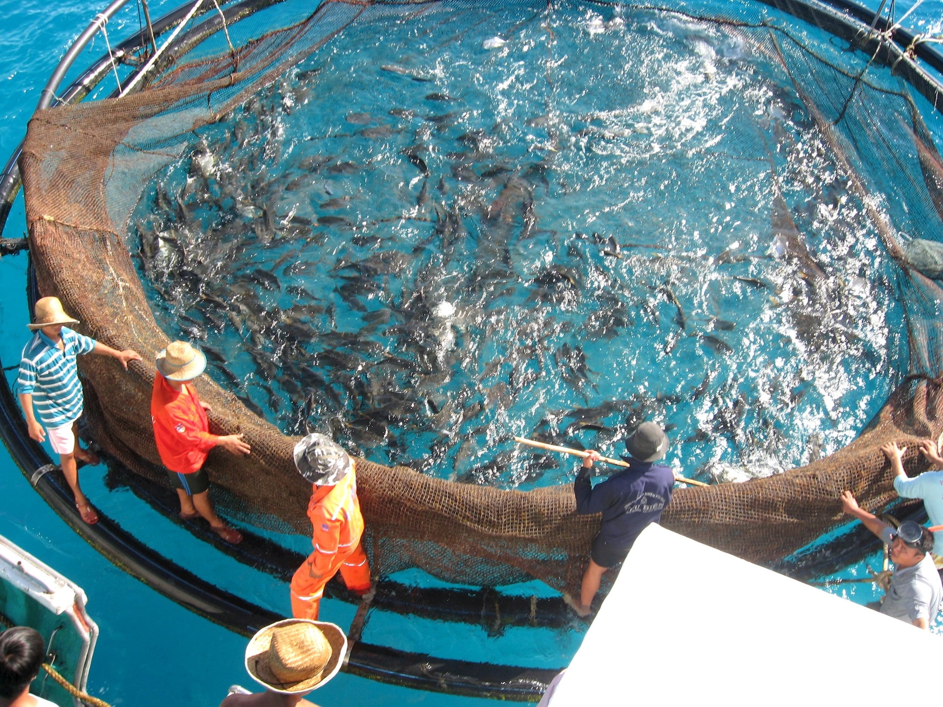 Sinh kế bền vững từ nghề nuôi biển - Ảnh 4.