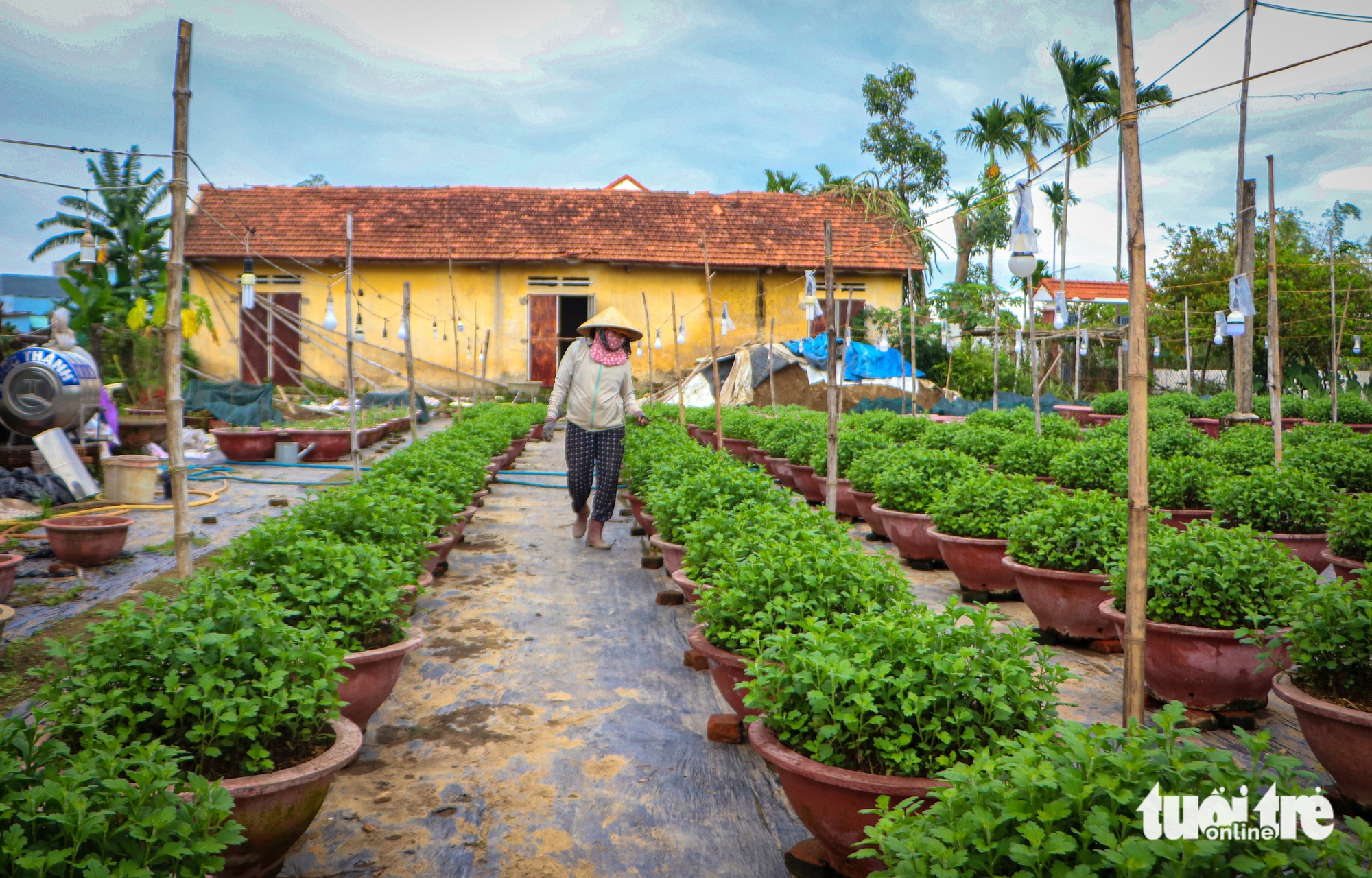 Hoa cúc thối rễ, nông dân Đà Nẵng lo mất trắng vụ Tết - Ảnh 3.
