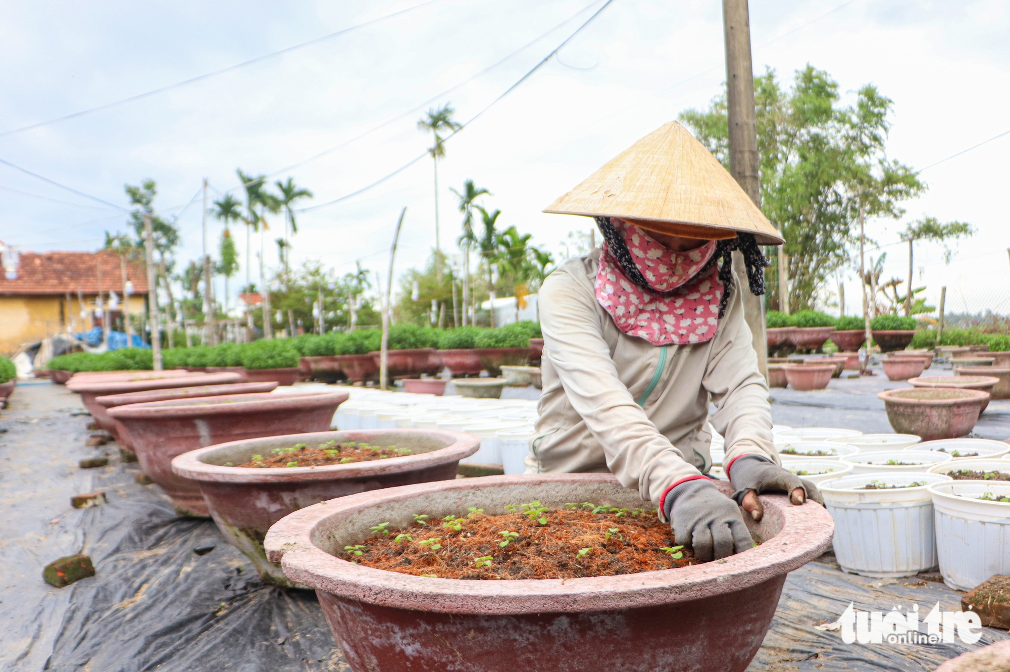 Hoa cúc thối rễ, nông dân Đà Nẵng lo mất trắng vụ Tết - Ảnh 7.
