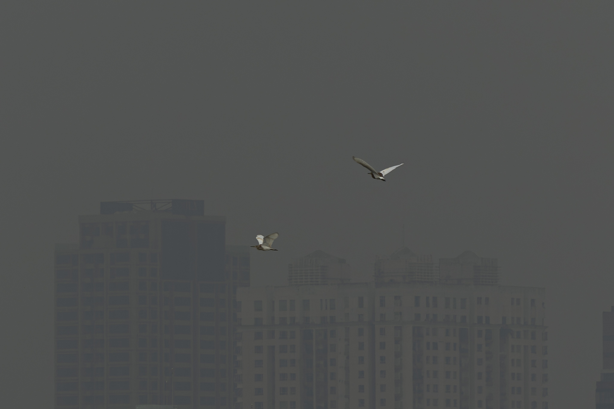 Không khí ô nhiễm bao trùm những ngày cuối năm: Hà Nội mù mịt, TP.HCM tối sầm dù đã 8h sáng- Ảnh 28.