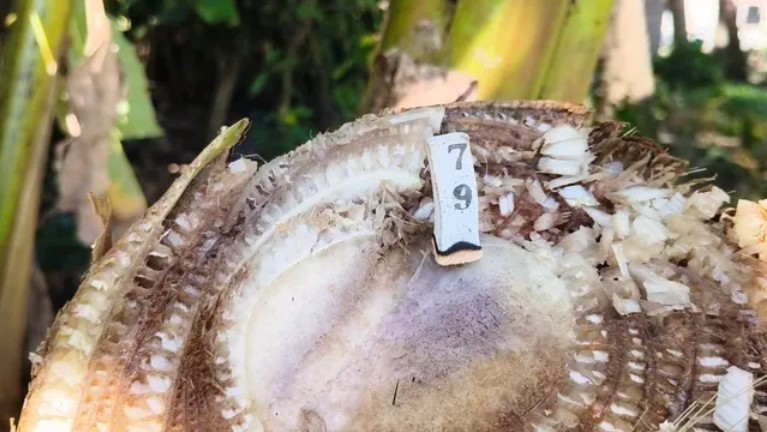 Cây chuối trong làng bỗng xuất hiện hiện tượng lạ, người dân xôn xao 