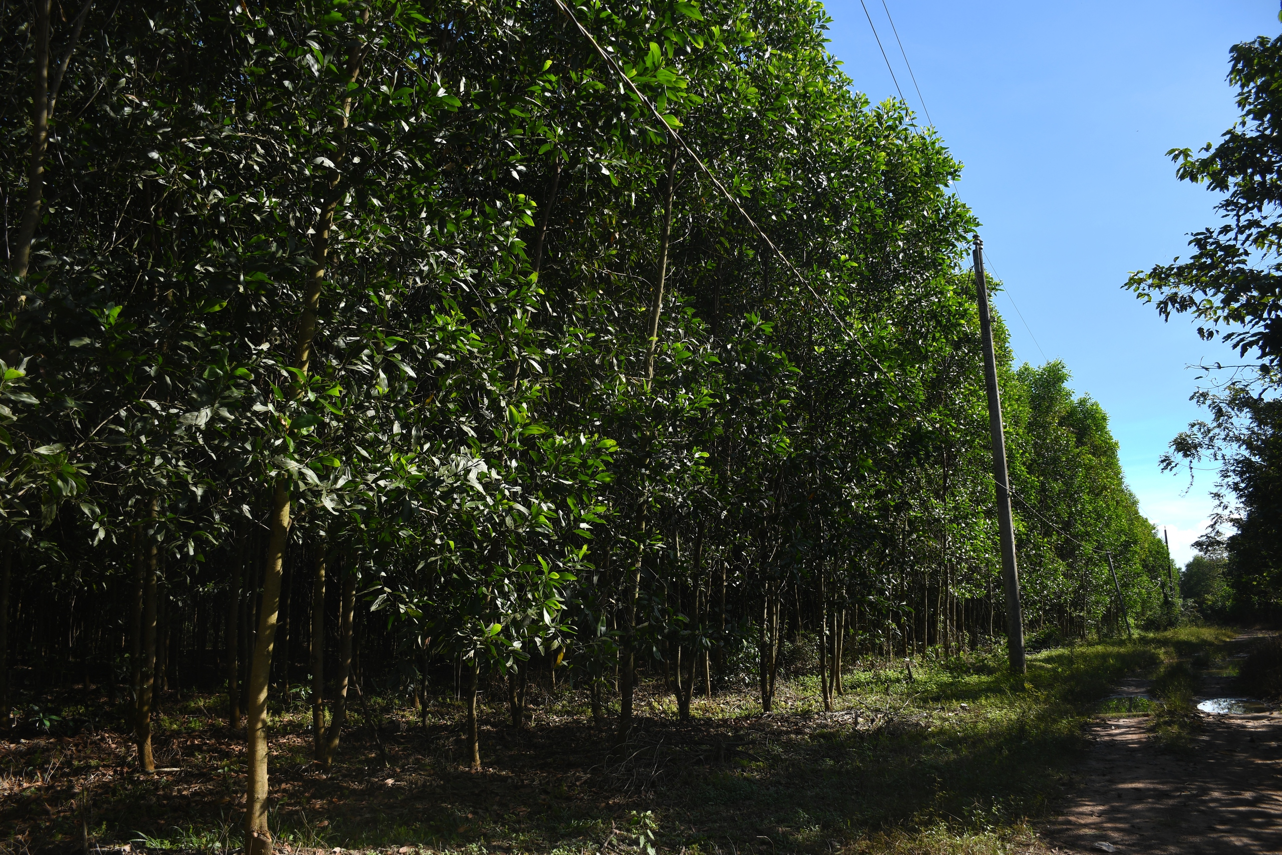 Điểm sáng mô hình trồng rừng chứng chỉ FSC ở Đồng Nai 2 Điểm sáng mô hình trồng rừng chứng chỉ FSC ở Đồng Nai - Ảnh 2.