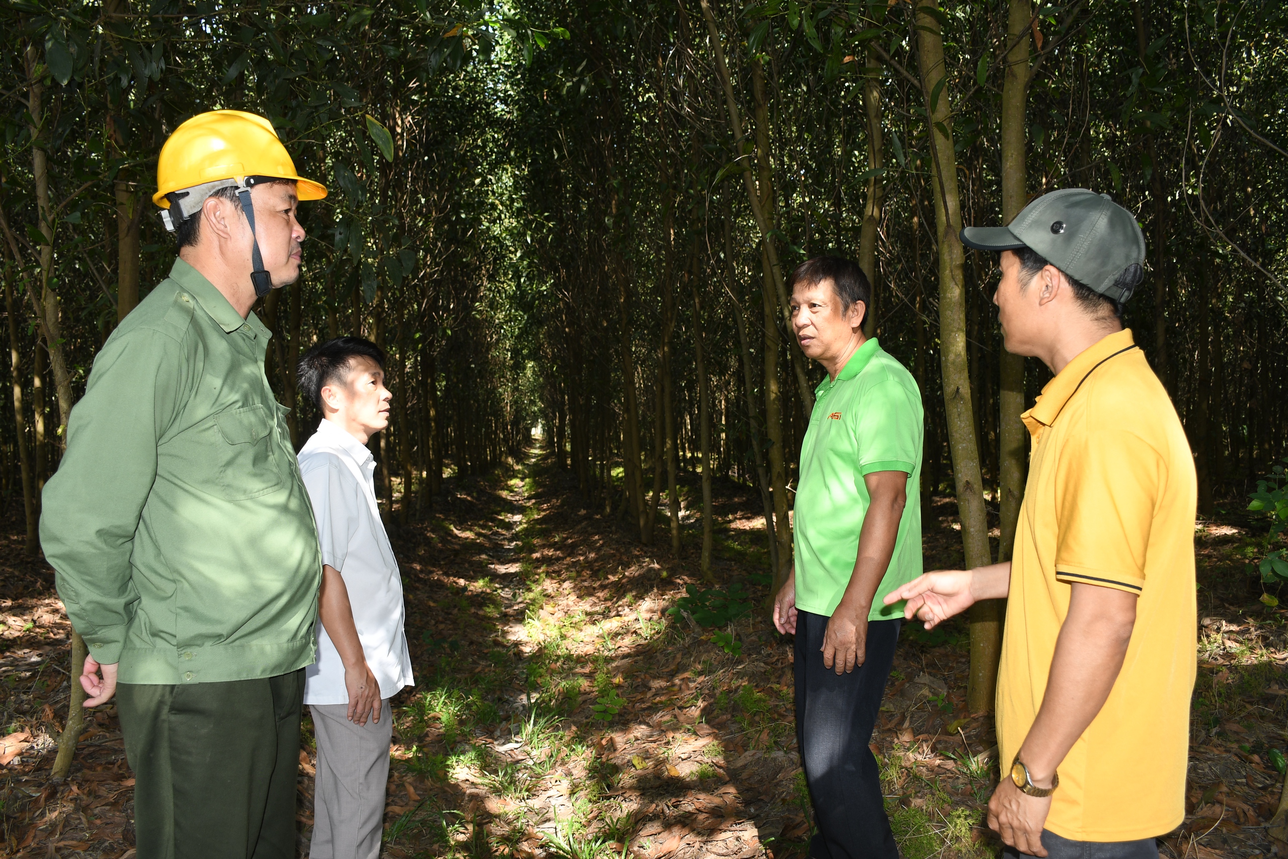 Điểm sáng mô hình trồng rừng chứng chỉ FSC ở Đồng Nai 3 Điểm sáng mô hình trồng rừng chứng chỉ FSC ở Đồng Nai - Ảnh 3.