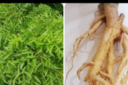 Lá và rễ đinh lăng có tác dụng gì?