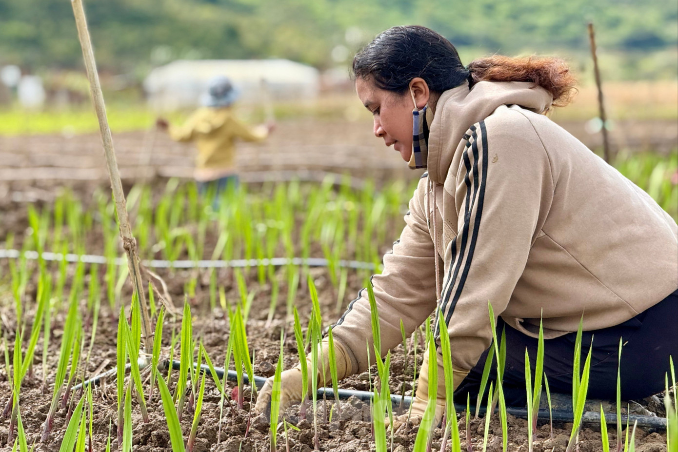 'Thủ phủ' hoa lay ơn lớn nhất cả nước sau lũ: Vun đất mà lòng nặng trĩu- Ảnh 2.