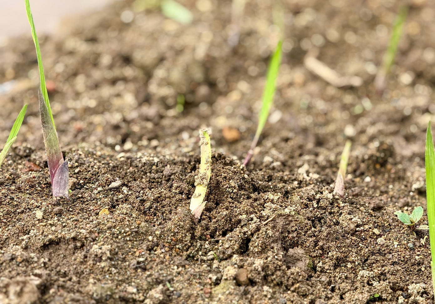 'Thủ phủ' hoa lay ơn lớn nhất cả nước sau lũ: Vun đất mà lòng nặng trĩu- Ảnh 3.