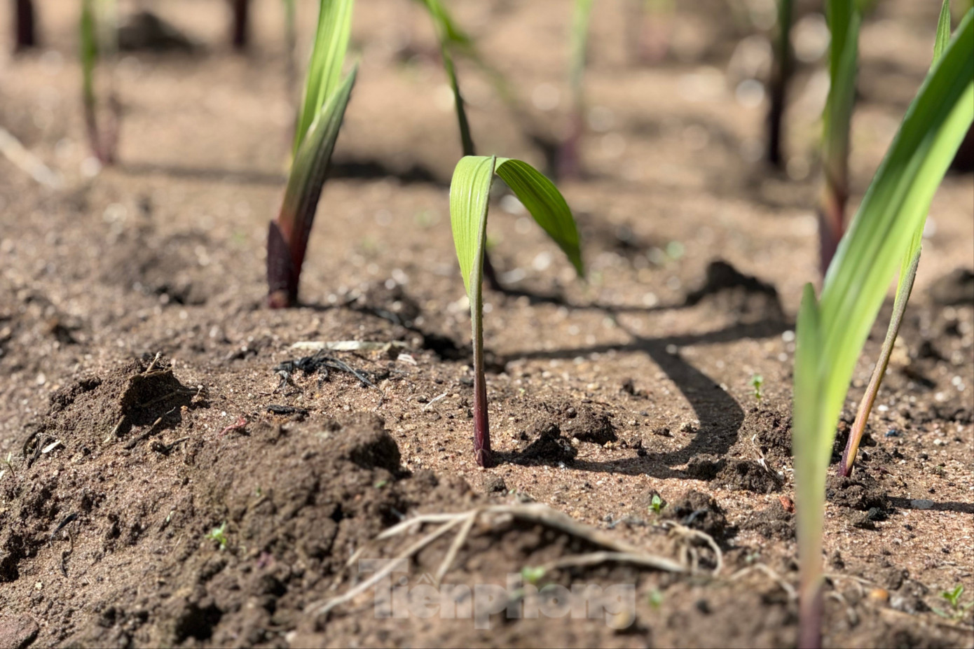 'Thủ phủ' hoa lay ơn lớn nhất cả nước sau lũ: Vun đất mà lòng nặng trĩu- Ảnh 4.
