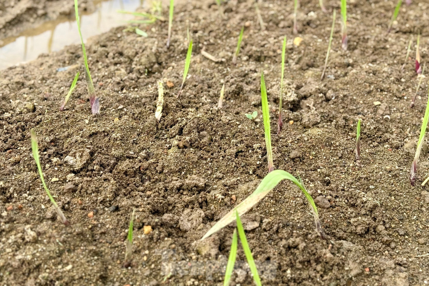 'Thủ phủ' hoa lay ơn lớn nhất cả nước sau lũ: Vun đất mà lòng nặng trĩu- Ảnh 5.