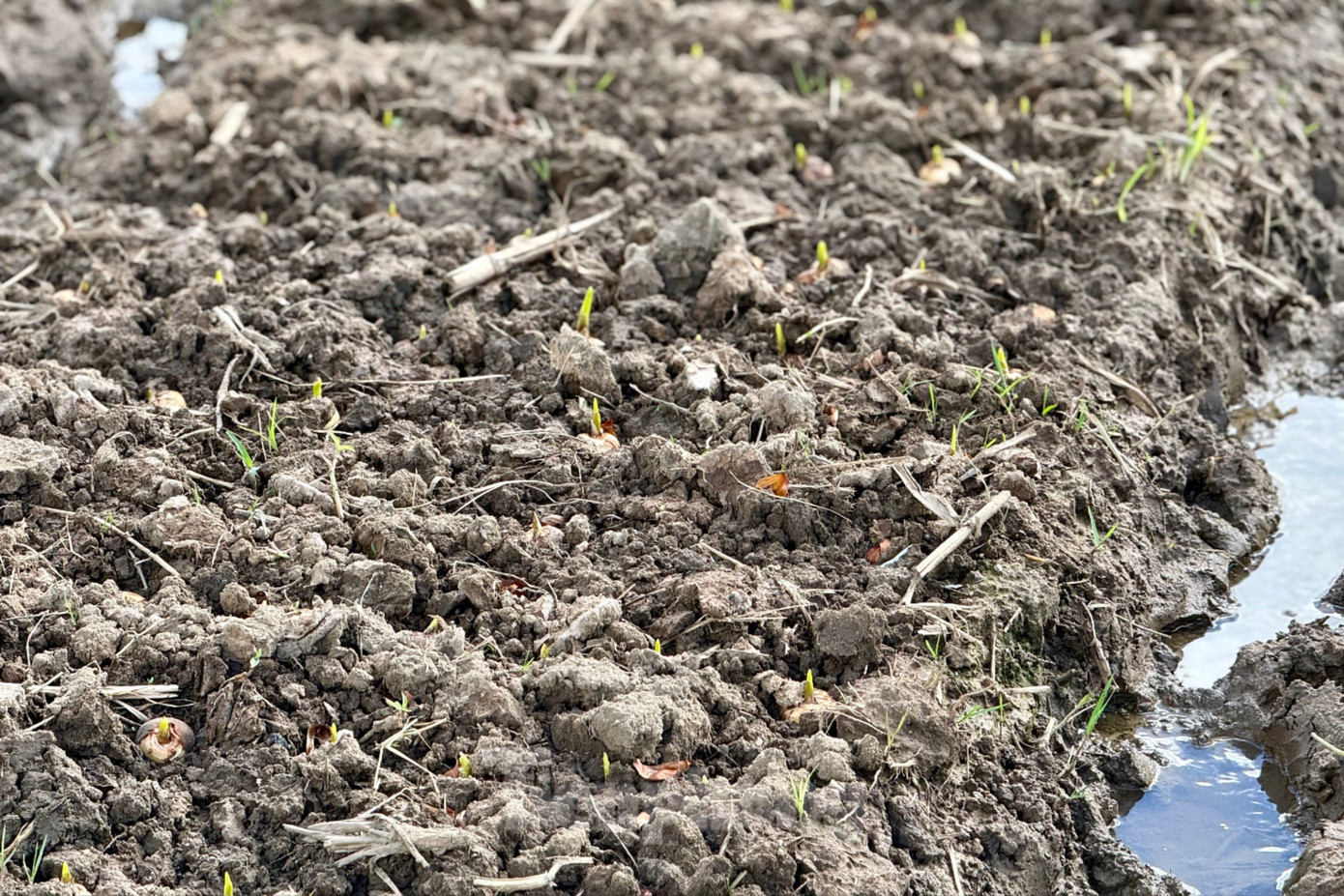 'Thủ phủ' hoa lay ơn lớn nhất cả nước sau lũ: Vun đất mà lòng nặng trĩu- Ảnh 6.