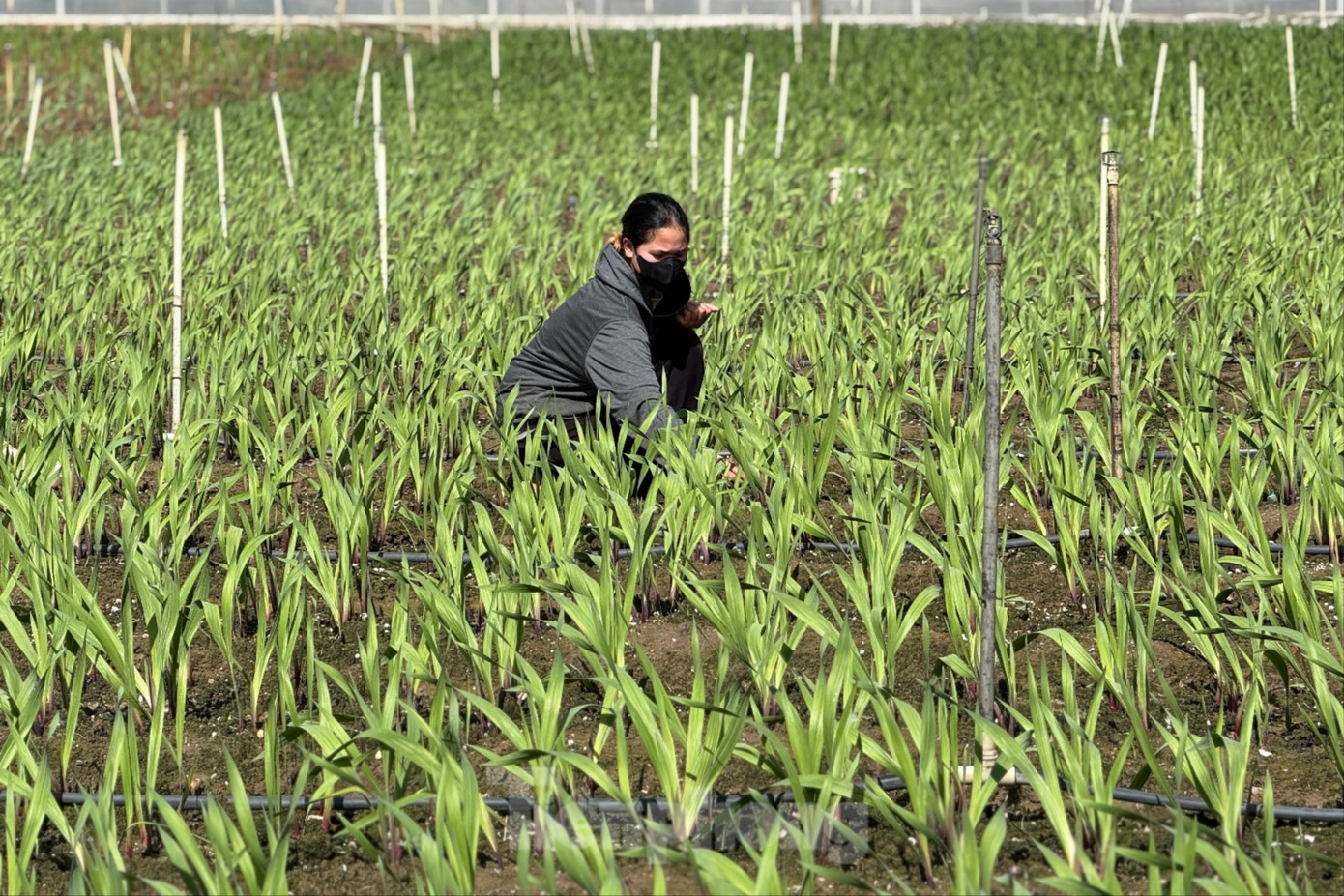 'Thủ phủ' hoa lay ơn lớn nhất cả nước sau lũ: Vun đất mà lòng nặng trĩu- Ảnh 7.