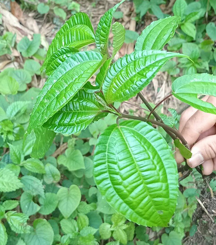 Thứ lá tên đọc "méo cả miệng" xưa mọc đầy rừng không ai hái nay thành đặc sản Lào Cai nhờ mùi thơm lạ hiếm có 2 Thứ lá tên đọc amp;#34;méo cả miệngamp;#34; xưa mọc đầy rừng không ai hái nay thành đặc sản Lào Cai nhờ mùi thơm lạ hiếm có - 2