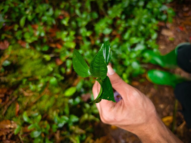 Thứ lá tên đọc "méo cả miệng" xưa mọc đầy rừng không ai hái nay thành đặc sản Lào Cai nhờ mùi thơm lạ hiếm có 3 Thứ lá tên đọc amp;#34;méo cả miệngamp;#34; xưa mọc đầy rừng không ai hái nay thành đặc sản Lào Cai nhờ mùi thơm lạ hiếm có - 3