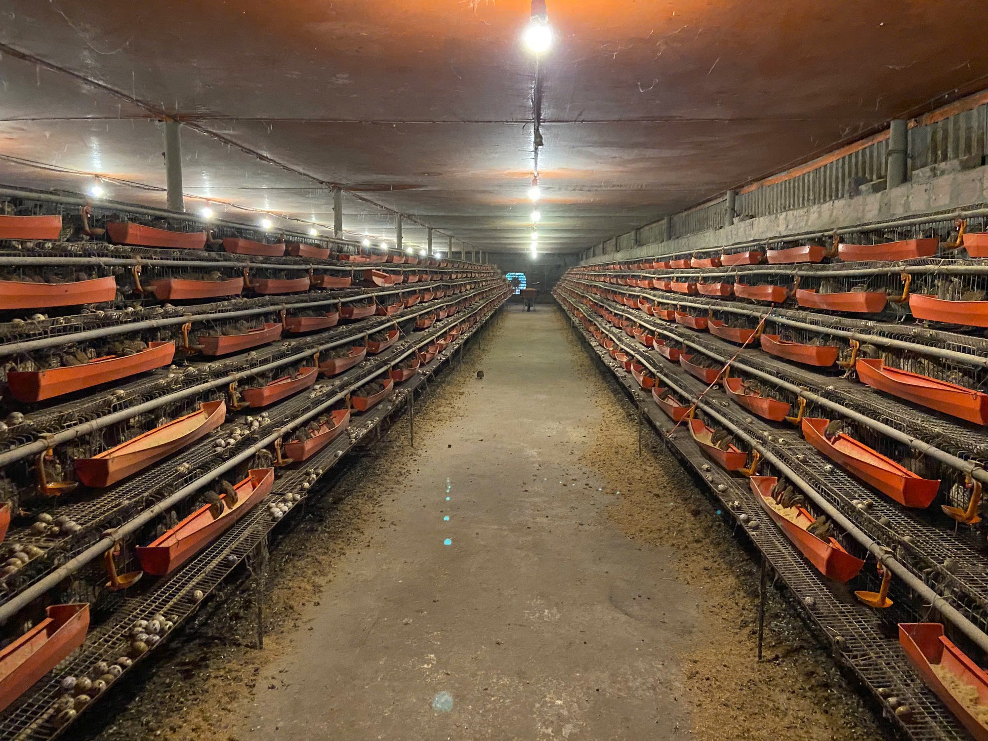 Từ hai bàn tay trắng, chàng trai trẻ trở thành triệu phú nhờ nuôi con 