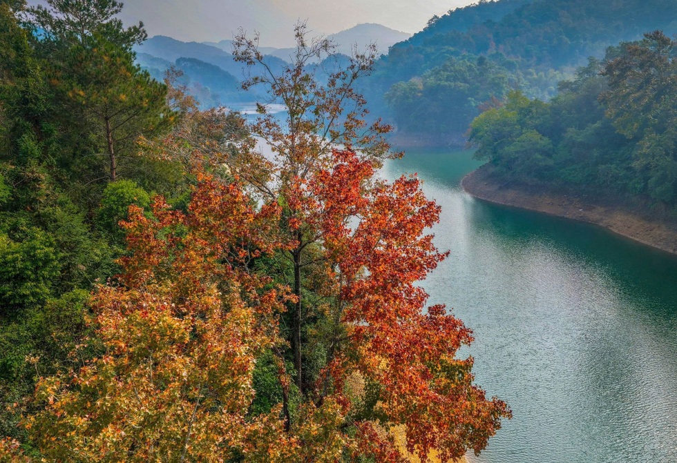 Rừng cây lá đỏ nhuộm màu hồ nhân tạo tại Cao Bằng như ở châu Âu - 5