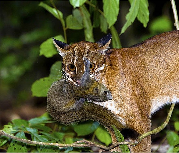 Đặt 120 bẫy ảnh, sau hơn 2 tháng chuyên gia bất ngờ phát hiện loài vật hiếm từng vắng bóng nhiều năm- Ảnh 3. Đặt 120 bẫy ảnh, sau hơn 2 tháng chuyên gia bất ngờ phát hiện loài vật hiếm từng vắng bóng nhiều năm- Ảnh 3.