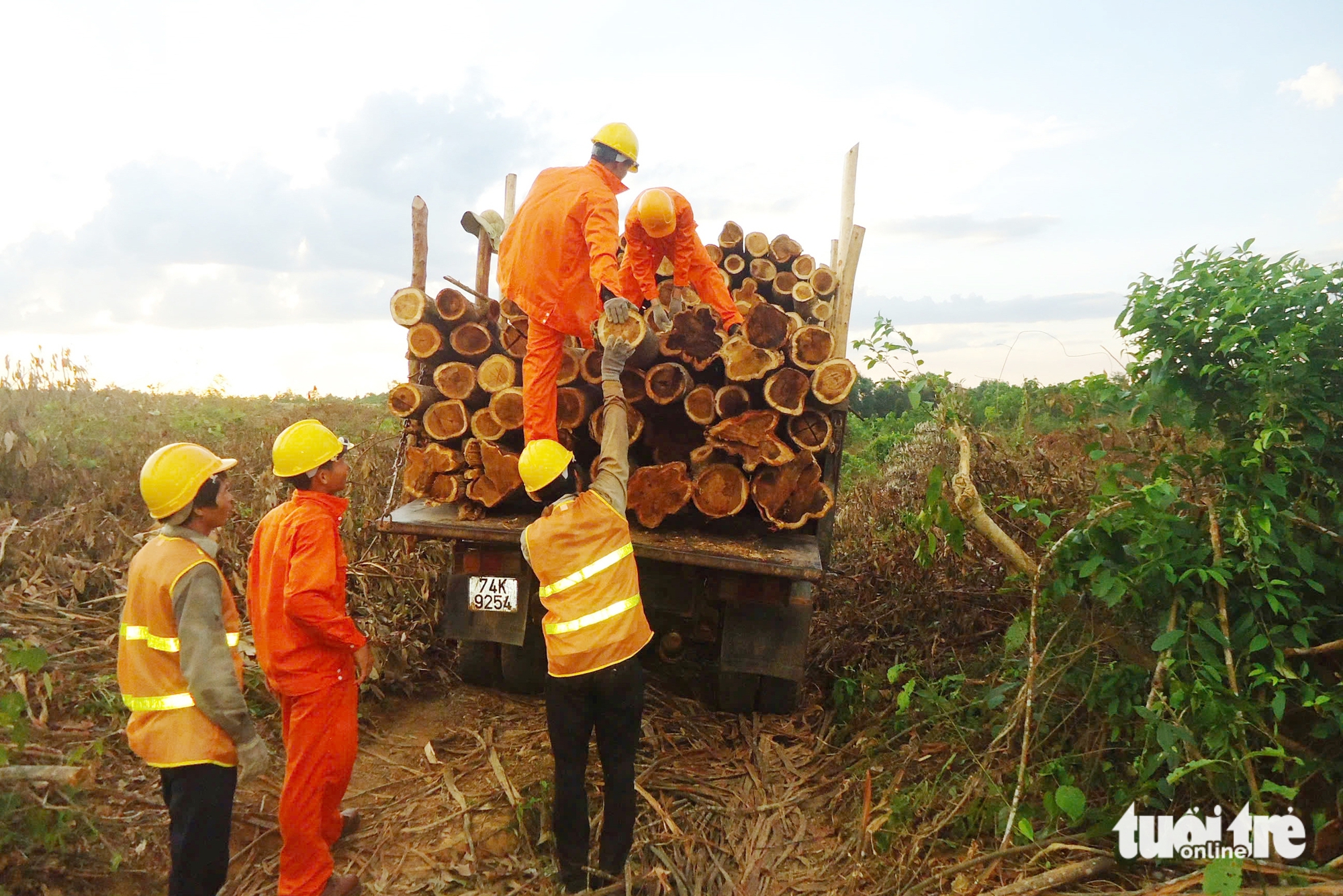 Đưa rừng trồng gỗ lớn Quảng Trị đi châu Âu 2 rừng bền vững - Ảnh 2.