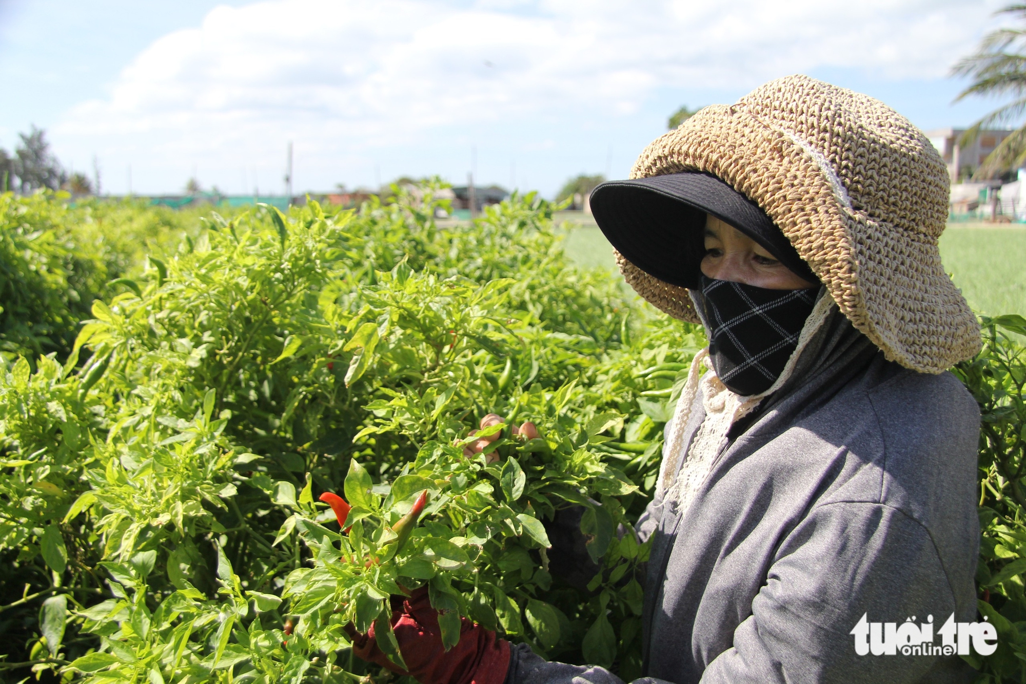 Giá ớt tăng kỷ lục, nông dân Ninh Thuận cũ không có hàng để bán 2 Giá ớt tăng kỷ lục, nông dân Ninh Thuận cũ không có hàng để bán - Ảnh 2.