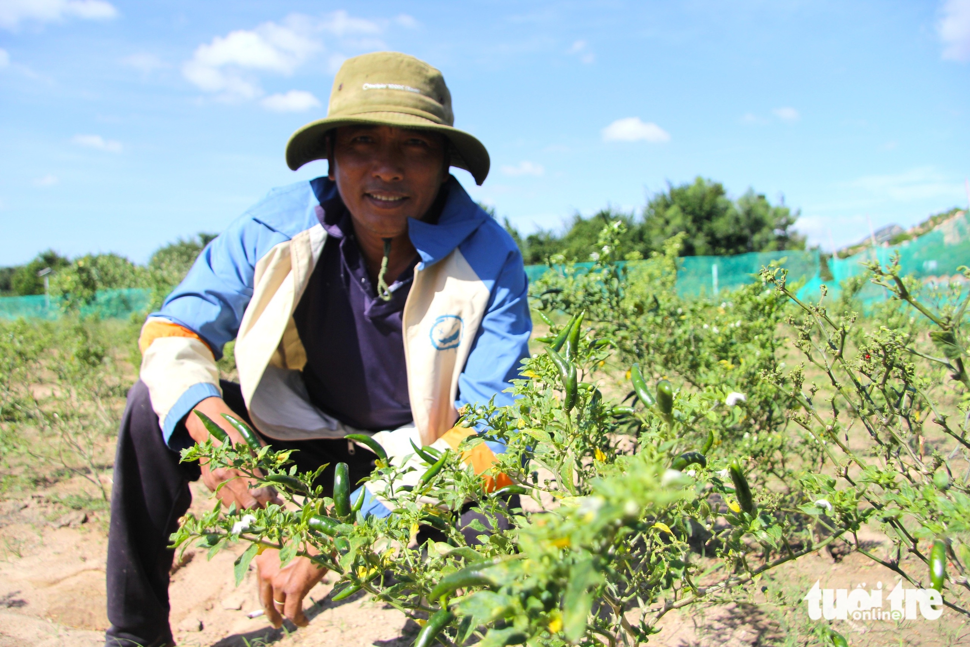 Giá ớt tăng kỷ lục, nông dân Ninh Thuận cũ không có hàng để bán 3 Giá ớt tăng kỷ lục, nông dân Ninh Thuận cũ không có hàng để bán - Ảnh 3.