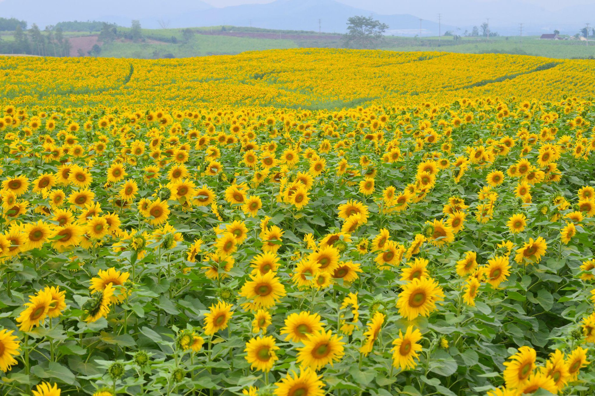 Cánh đồng hướng dương tại miền Tây Nghệ An: Toạ độ check-in bùng nổ cho hội chị em những ngày cuối năm- Ảnh 2. Cánh đồng hướng dương tại miền Tây Nghệ An: Toạ độ check-in bùng nổ cho hội chị em những ngày cuối năm- Ảnh 2.