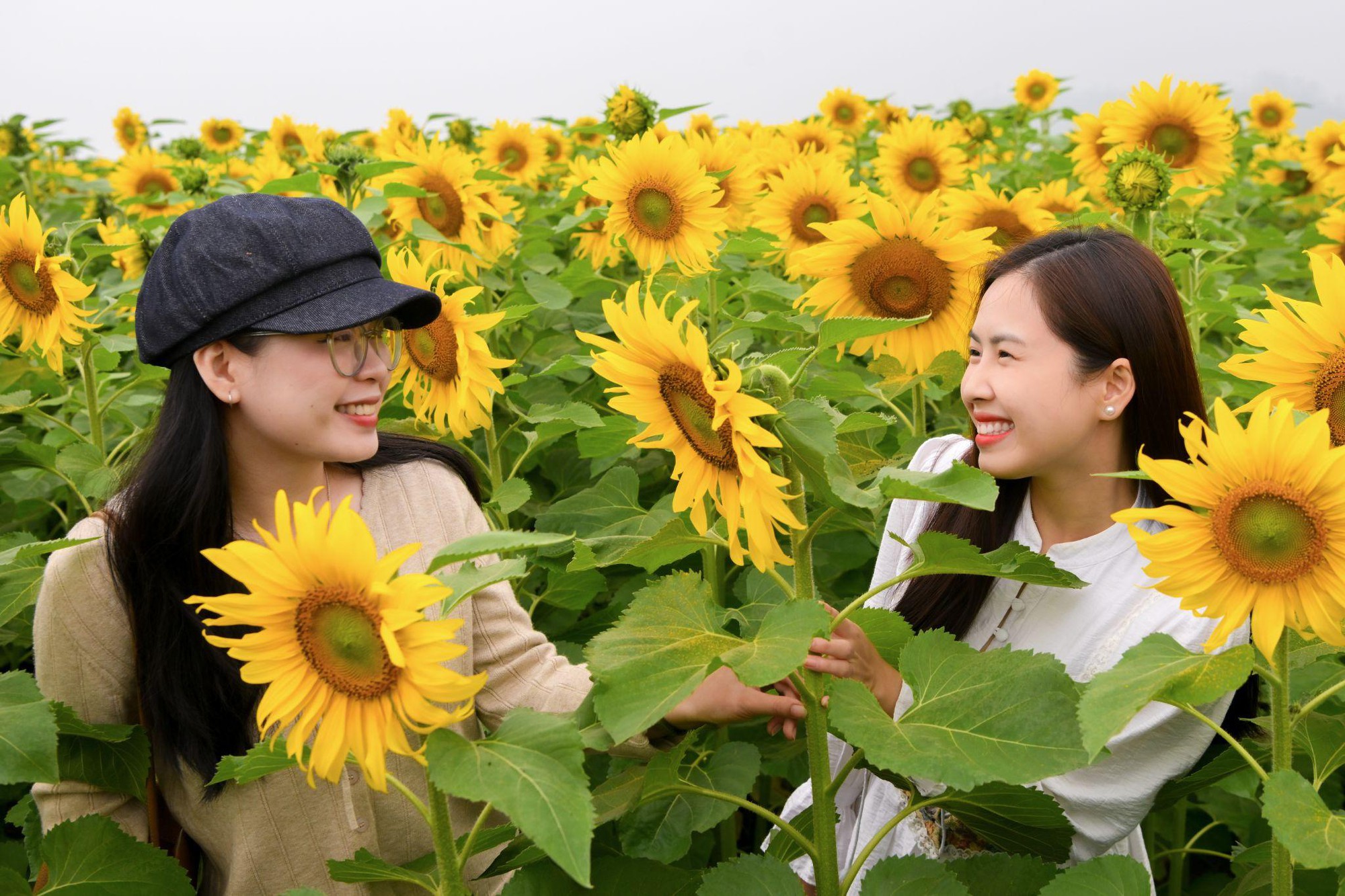 Cánh đồng hướng dương tại miền Tây Nghệ An: Toạ độ check-in bùng nổ cho hội chị em những ngày cuối năm- Ảnh 3. Cánh đồng hướng dương tại miền Tây Nghệ An: Toạ độ check-in bùng nổ cho hội chị em những ngày cuối năm- Ảnh 3.