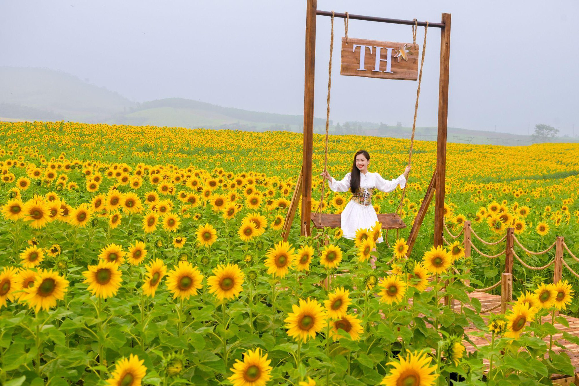 Cánh đồng hướng dương tại miền Tây Nghệ An: Toạ độ check-in bùng nổ cho hội chị em những ngày cuối năm- Ảnh 5. Cánh đồng hướng dương tại miền Tây Nghệ An: Toạ độ check-in bùng nổ cho hội chị em những ngày cuối năm- Ảnh 5.