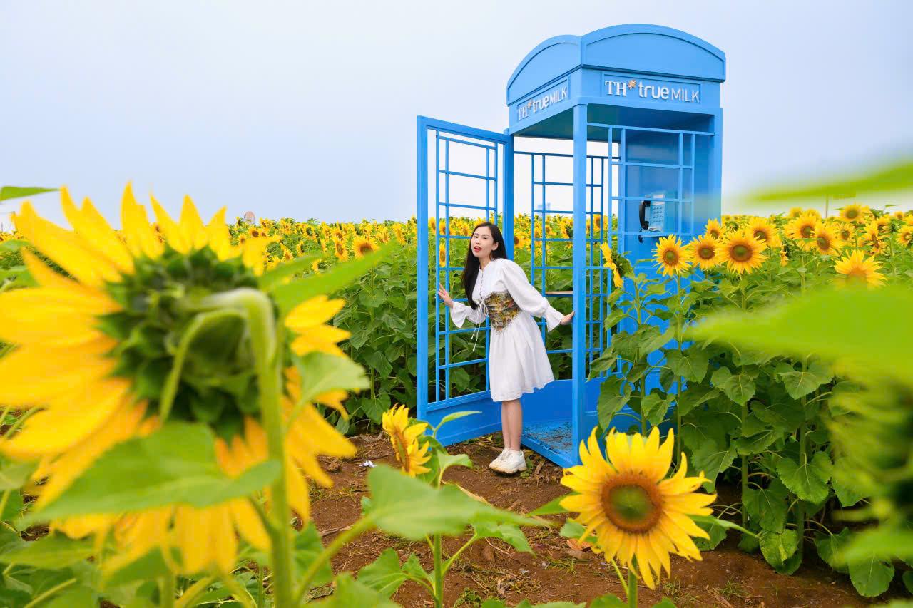 Cánh đồng hướng dương tại miền Tây Nghệ An: Toạ độ check-in bùng nổ cho hội chị em những ngày cuối năm- Ảnh 6. Cánh đồng hướng dương tại miền Tây Nghệ An: Toạ độ check-in bùng nổ cho hội chị em những ngày cuối năm- Ảnh 6.