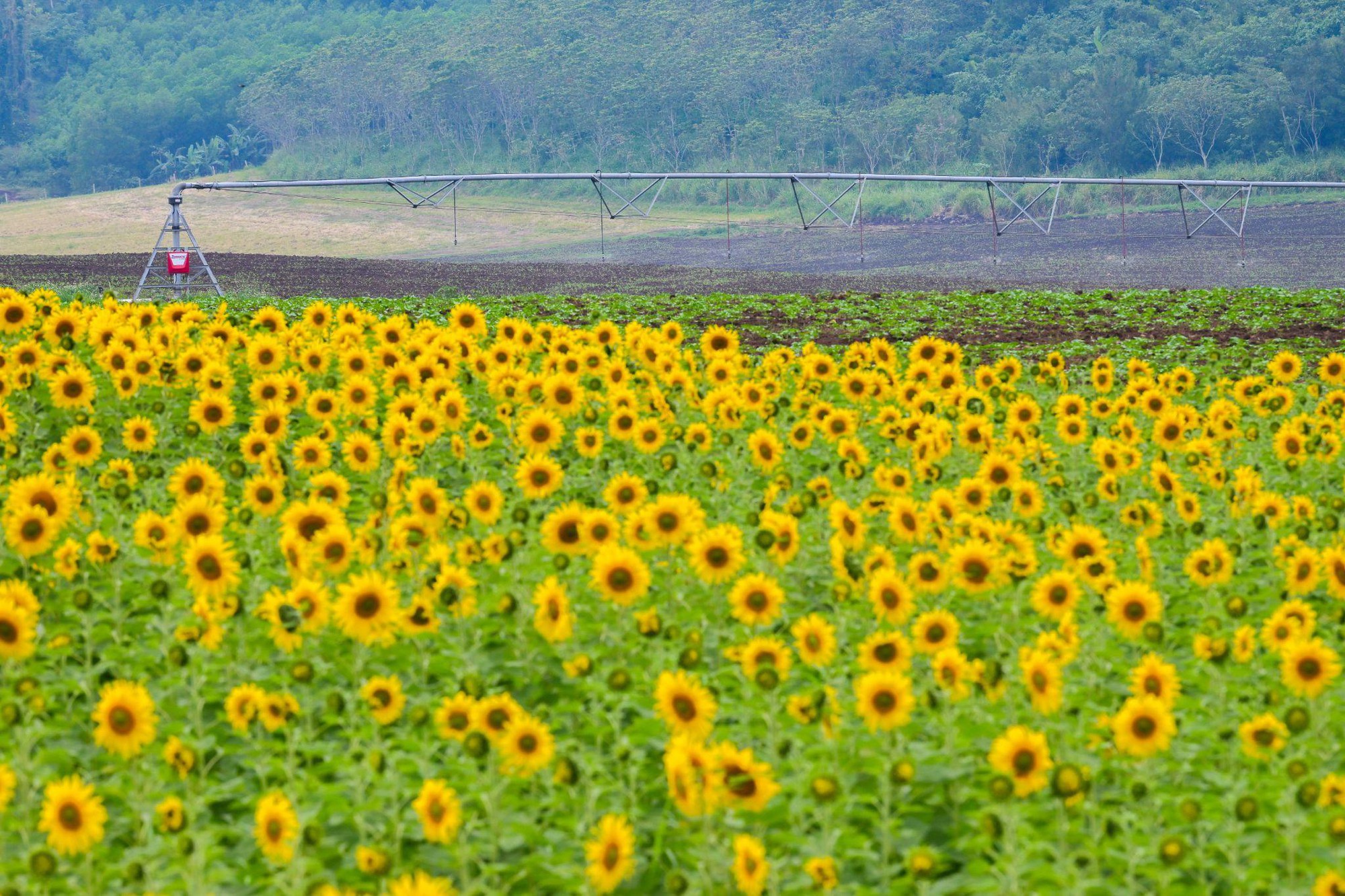 Cánh đồng hướng dương tại miền Tây Nghệ An: Toạ độ check-in bùng nổ cho hội chị em những ngày cuối năm- Ảnh 8. Cánh đồng hướng dương tại miền Tây Nghệ An: Toạ độ check-in bùng nổ cho hội chị em những ngày cuối năm- Ảnh 8.