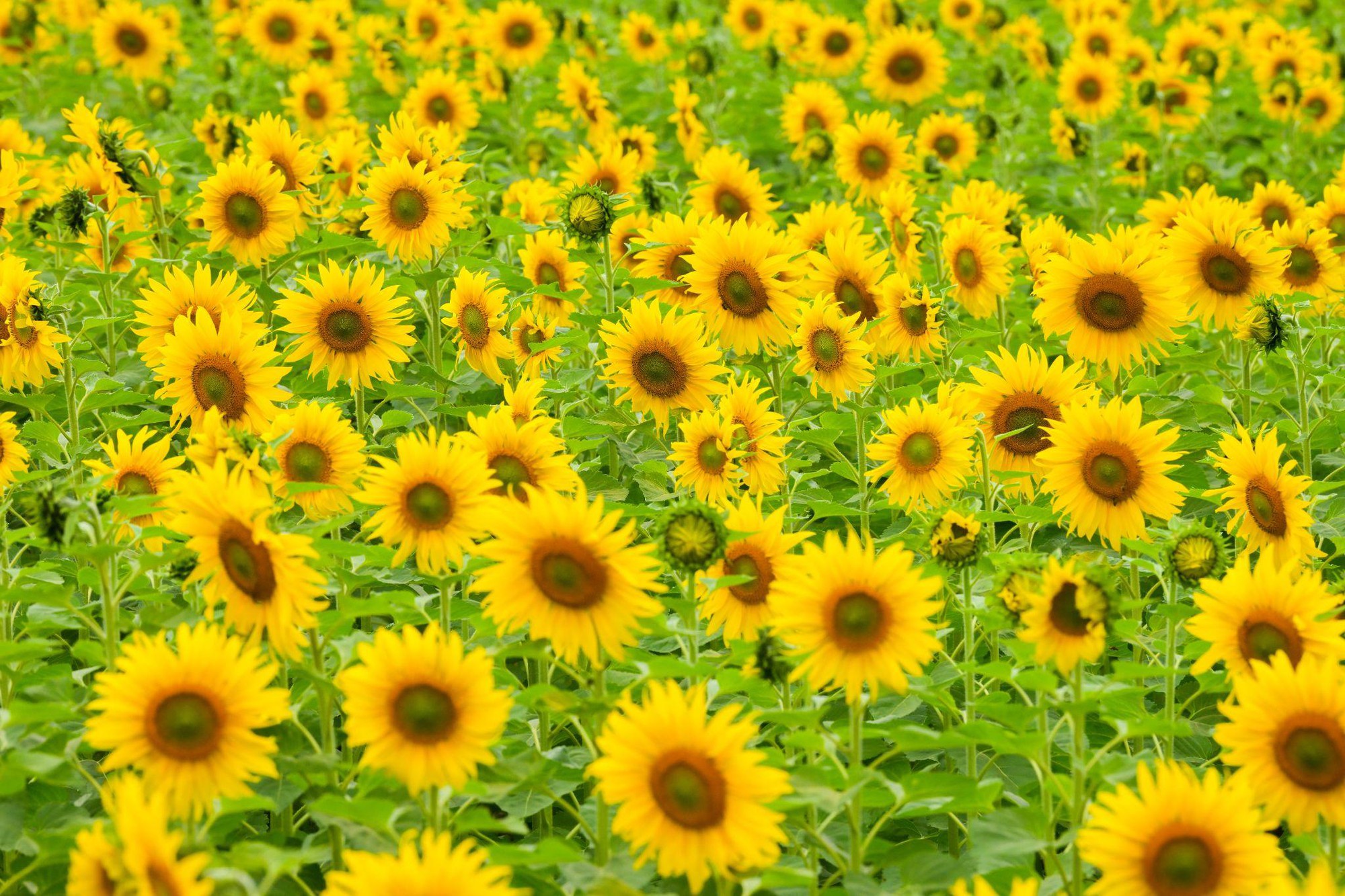 Cánh đồng hướng dương tại miền Tây Nghệ An: Toạ độ check-in bùng nổ cho hội chị em những ngày cuối năm- Ảnh 9. Cánh đồng hướng dương tại miền Tây Nghệ An: Toạ độ check-in bùng nổ cho hội chị em những ngày cuối năm- Ảnh 9.