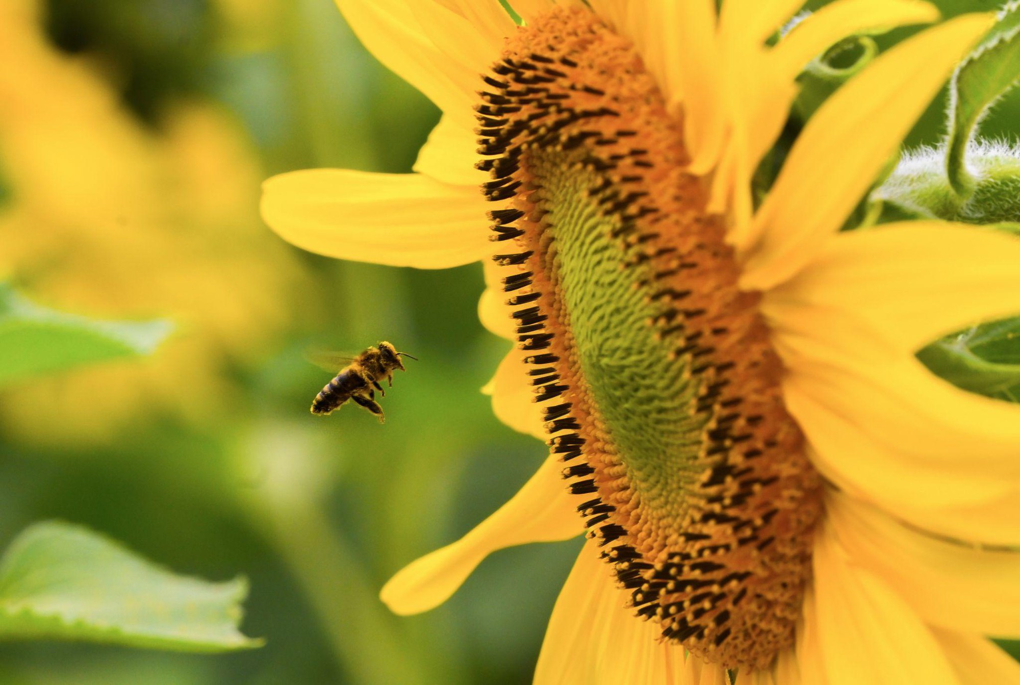 Cánh đồng hướng dương tại miền Tây Nghệ An: Toạ độ check-in bùng nổ cho hội chị em những ngày cuối năm- Ảnh 10. Cánh đồng hướng dương tại miền Tây Nghệ An: Toạ độ check-in bùng nổ cho hội chị em những ngày cuối năm- Ảnh 10.