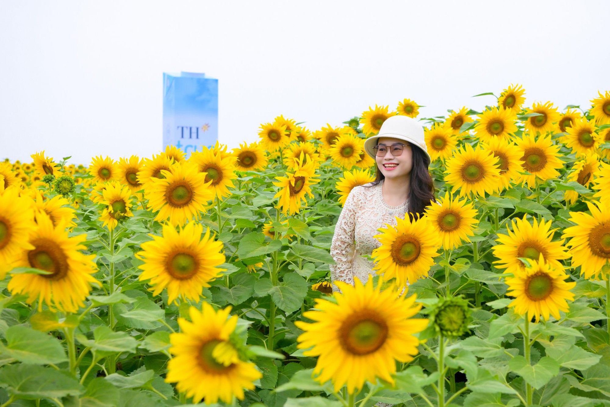 Cánh đồng hướng dương tại miền Tây Nghệ An: Toạ độ check-in bùng nổ cho hội chị em những ngày cuối năm- Ảnh 12. Cánh đồng hướng dương tại miền Tây Nghệ An: Toạ độ check-in bùng nổ cho hội chị em những ngày cuối năm- Ảnh 12.