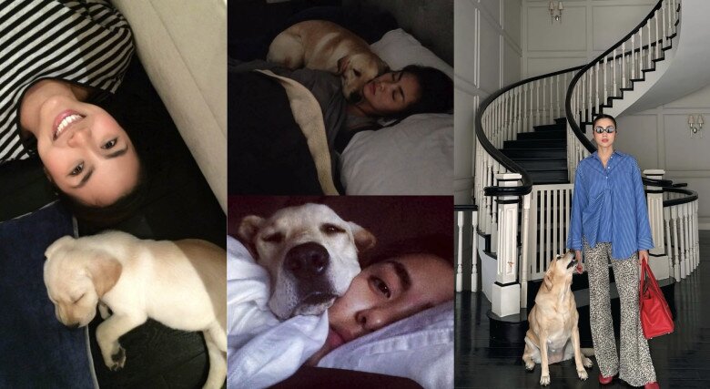 Tăng Thanh Hà bật khóc tạm biệt chú chó cưng sau 13 năm nuôi dưỡng, Lệ Quyên gửi lời chia buồn 5 Ngọc nữ màn ảnh Việt bắt đầu nuôi Molly từ năm 2013.