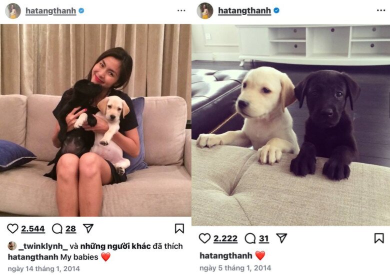 Tăng Thanh Hà bật khóc tạm biệt chú chó cưng sau 13 năm nuôi dưỡng, Lệ Quyên gửi lời chia buồn 7 Tăng Thanh Hà chia sẻ hành trình lớn lên của 2 bé cưng.